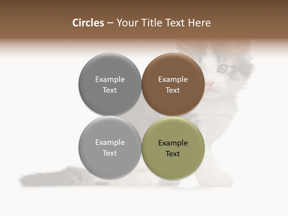 Shorthair Loving Sadness PowerPoint Template