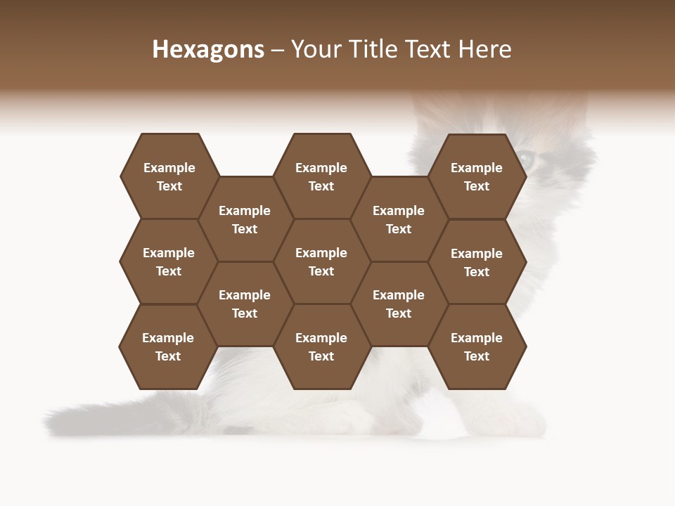 Shorthair Loving Sadness PowerPoint Template