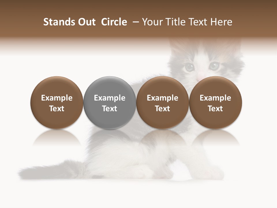 Shorthair Loving Sadness PowerPoint Template