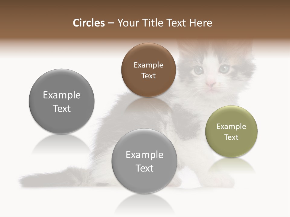 Shorthair Loving Sadness PowerPoint Template