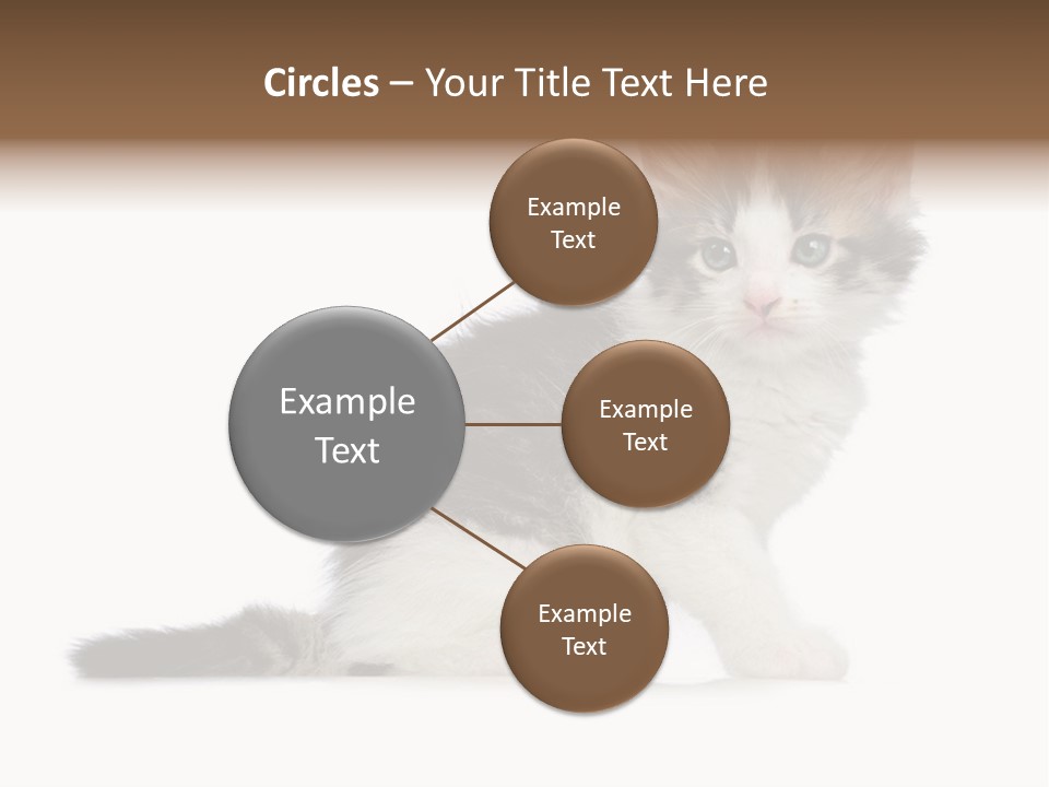 Shorthair Loving Sadness PowerPoint Template