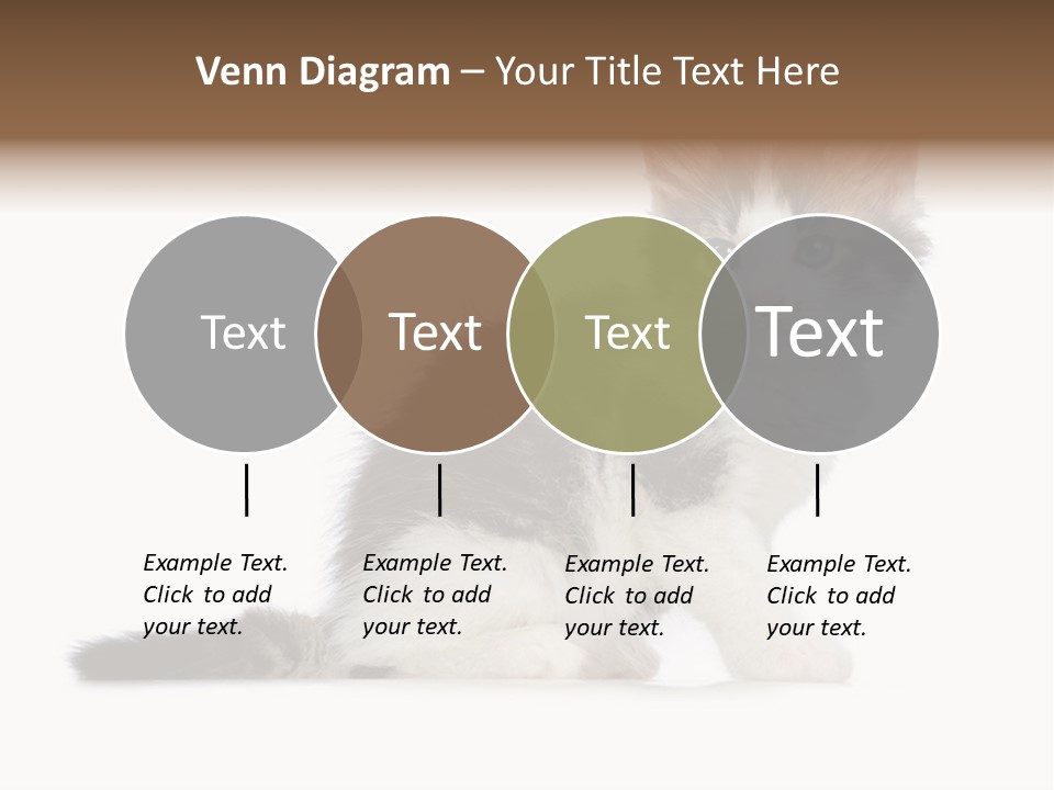 Shorthair Loving Sadness PowerPoint Template