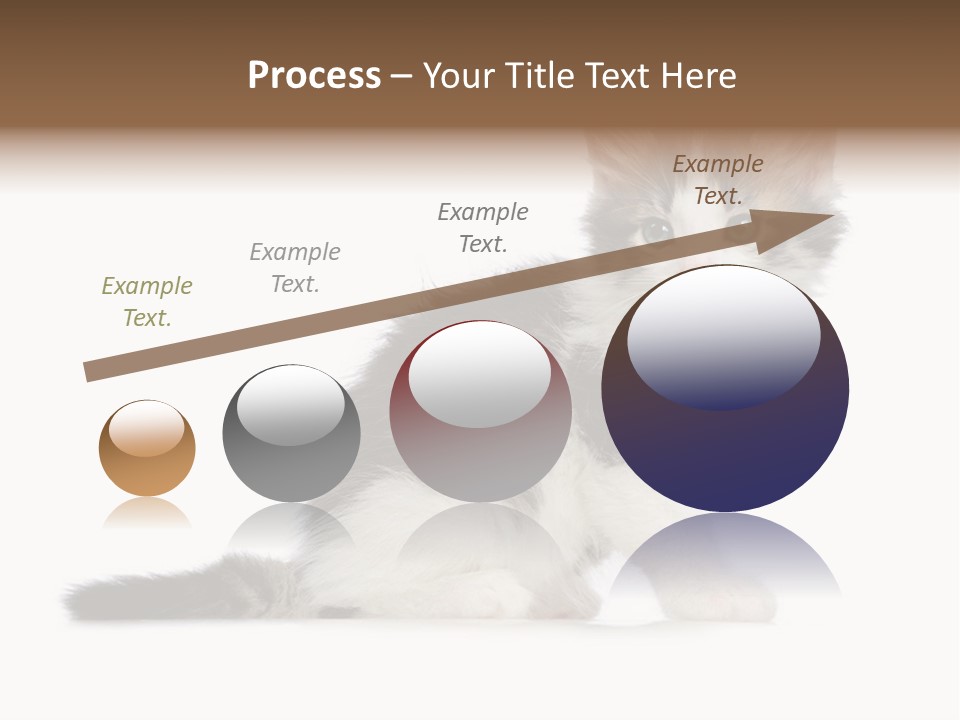 Shorthair Loving Sadness PowerPoint Template