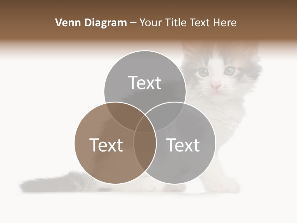 Shorthair Loving Sadness PowerPoint Template