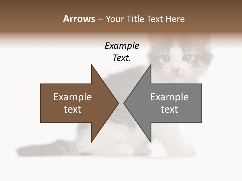 Shorthair Loving Sadness PowerPoint Template