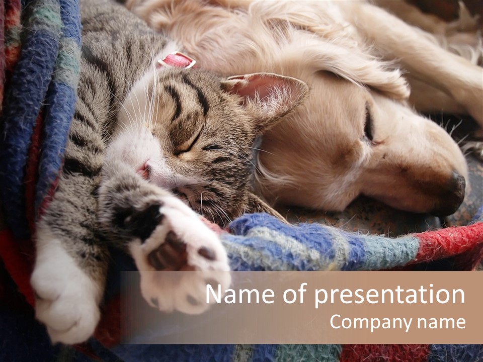 Animal Pet Sleep PowerPoint Template