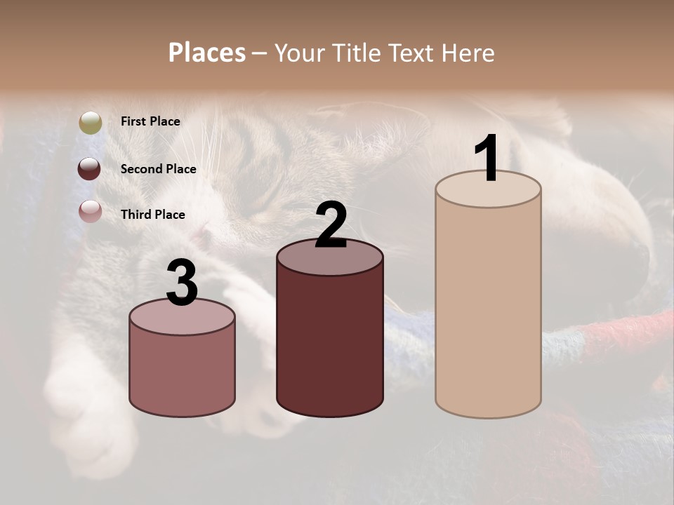 Animal Pet Sleep PowerPoint Template