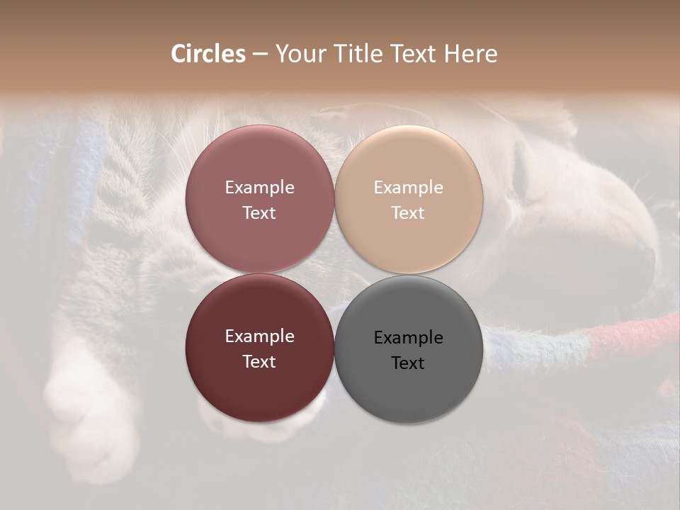 Animal Pet Sleep PowerPoint Template