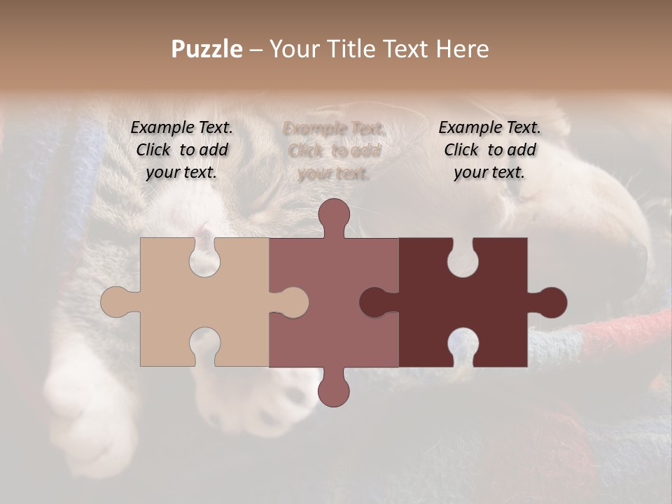 Animal Pet Sleep PowerPoint Template