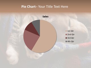 Animal Pet Sleep PowerPoint Template