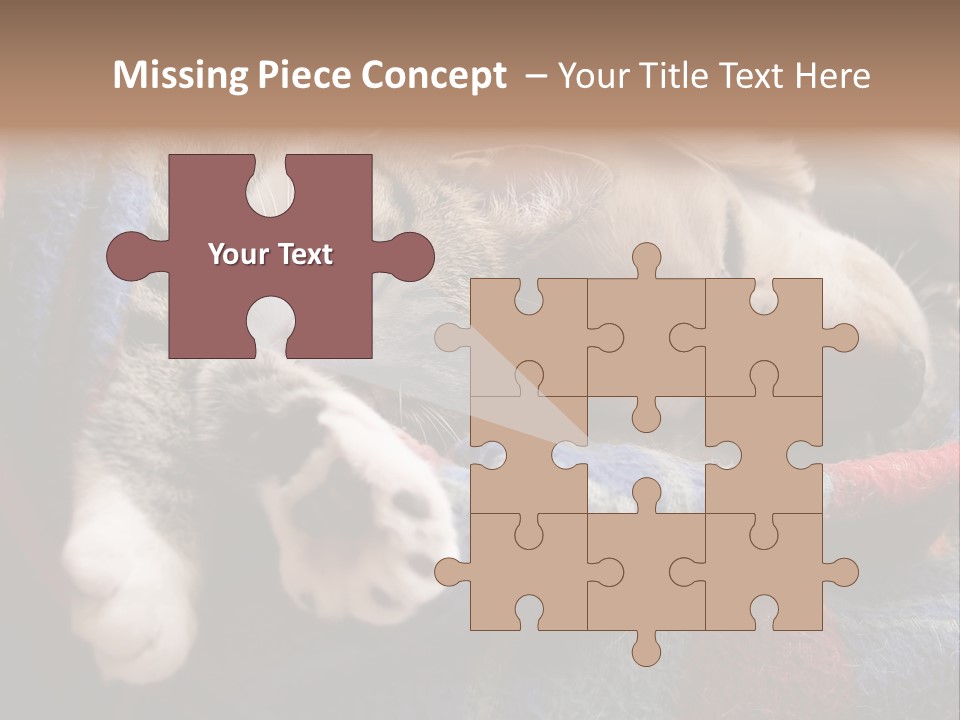 Animal Pet Sleep PowerPoint Template