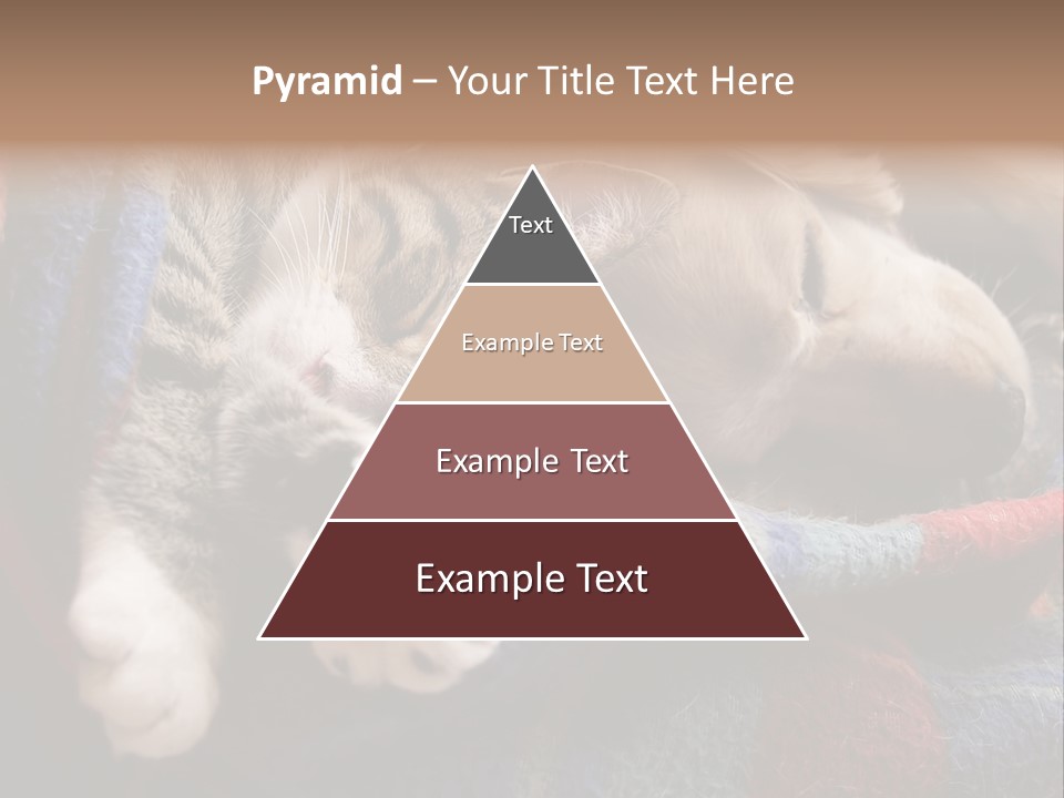 Animal Pet Sleep PowerPoint Template