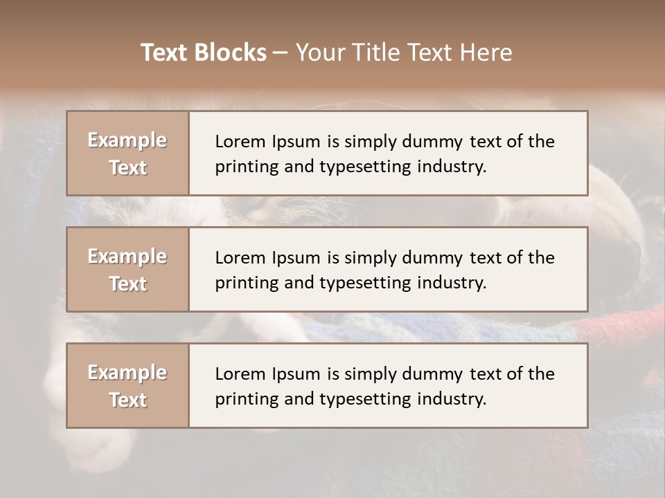 Animal Pet Sleep PowerPoint Template