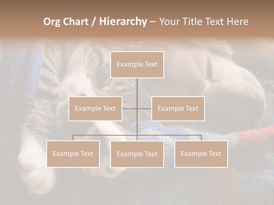 Animal Pet Sleep PowerPoint Template