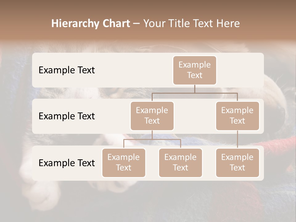 Animal Pet Sleep PowerPoint Template