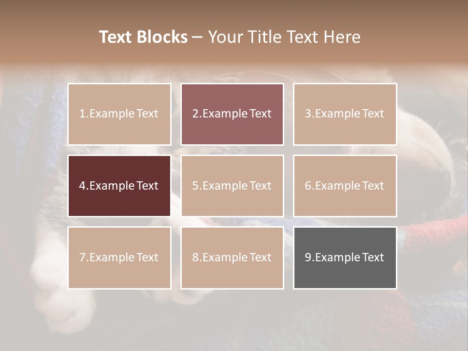 Animal Pet Sleep PowerPoint Template