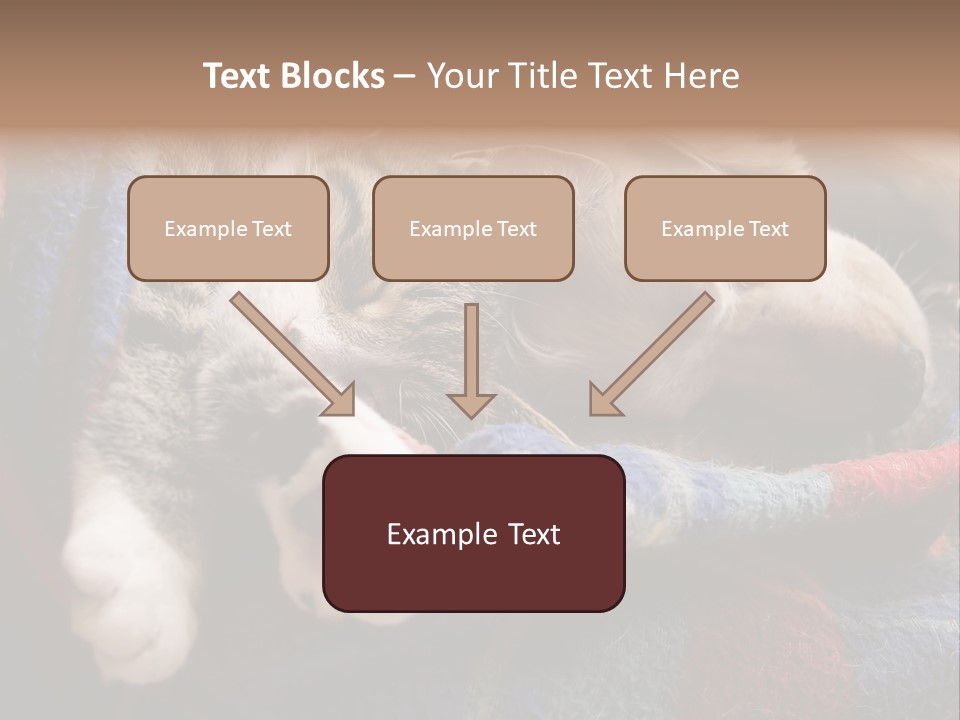 Animal Pet Sleep PowerPoint Template