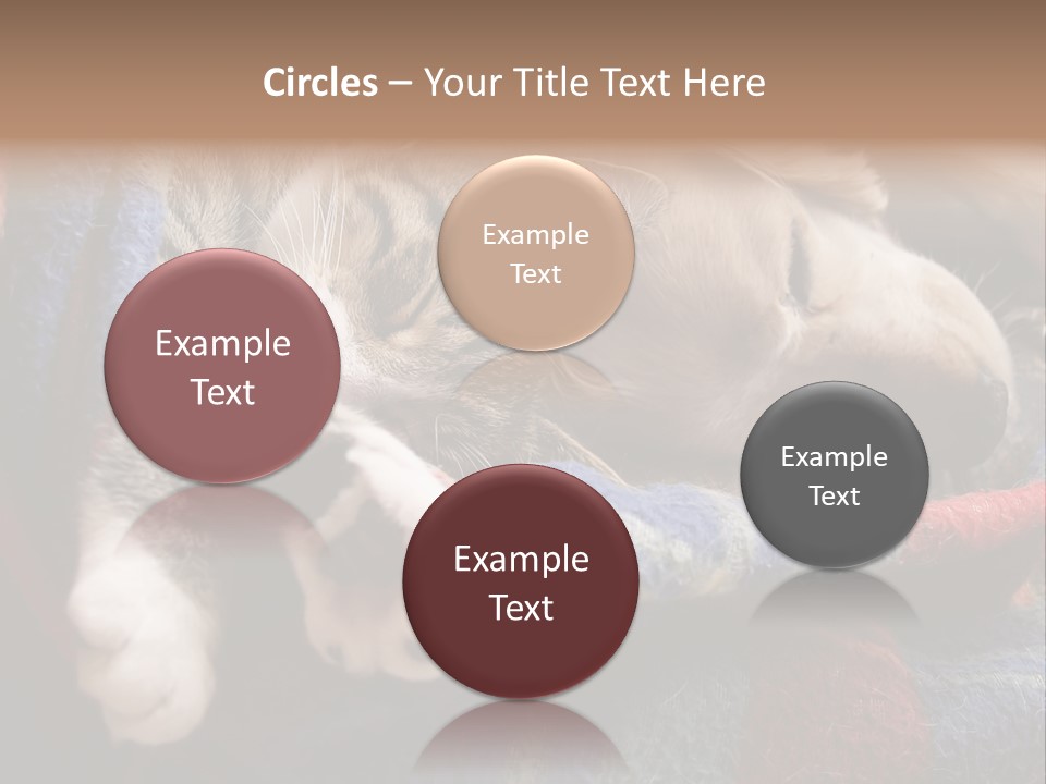 Animal Pet Sleep PowerPoint Template