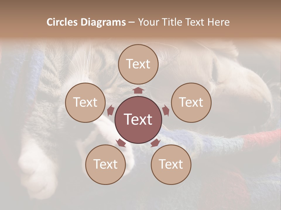 Animal Pet Sleep PowerPoint Template