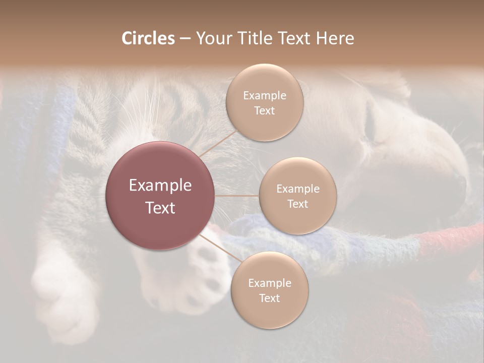 Animal Pet Sleep PowerPoint Template