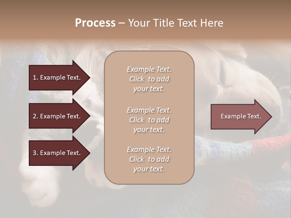 Animal Pet Sleep PowerPoint Template
