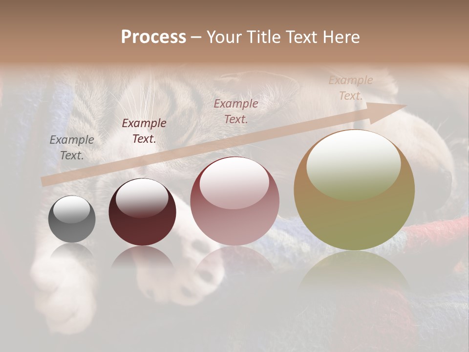 Animal Pet Sleep PowerPoint Template