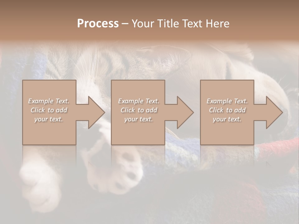 Animal Pet Sleep PowerPoint Template