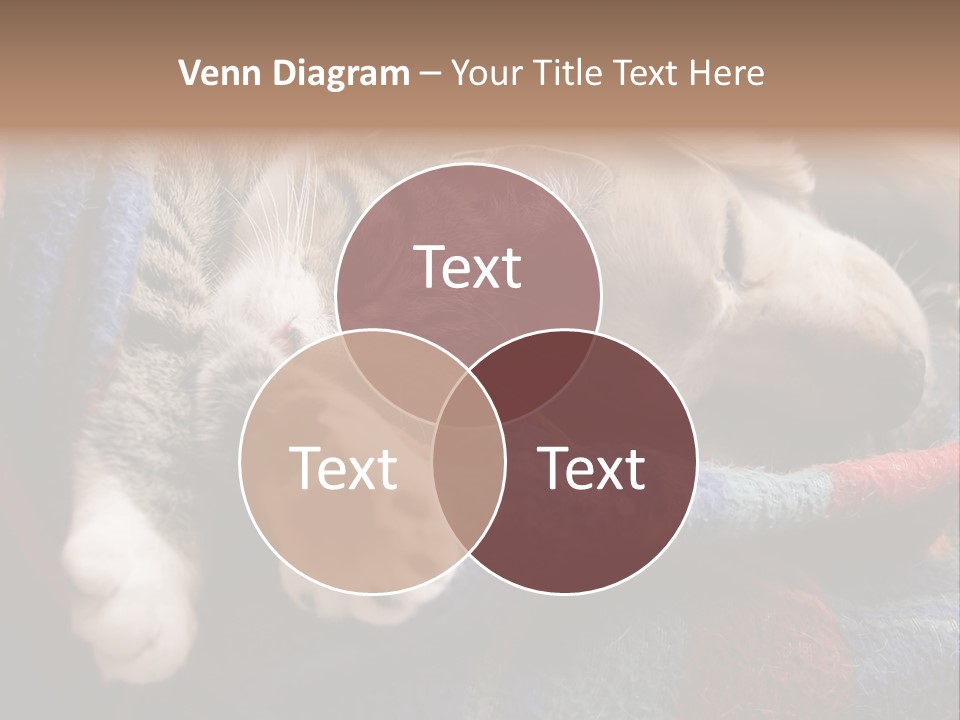 Animal Pet Sleep PowerPoint Template
