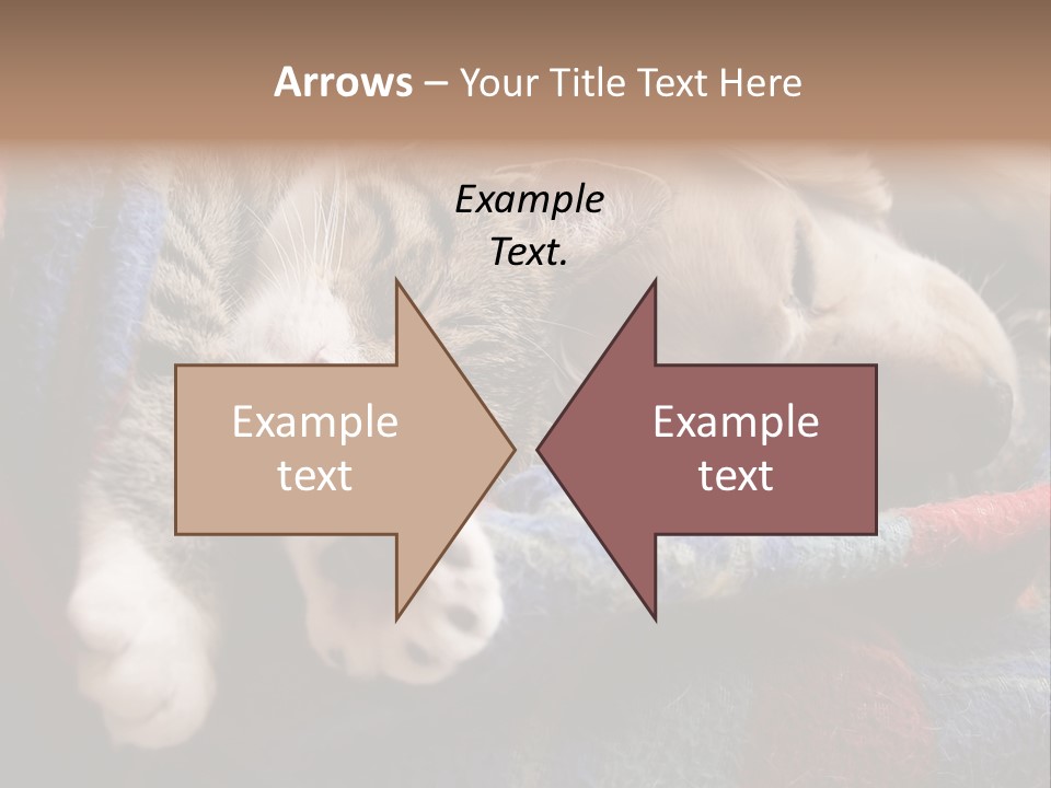 Animal Pet Sleep PowerPoint Template