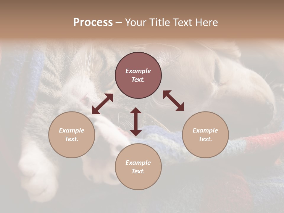 Animal Pet Sleep PowerPoint Template