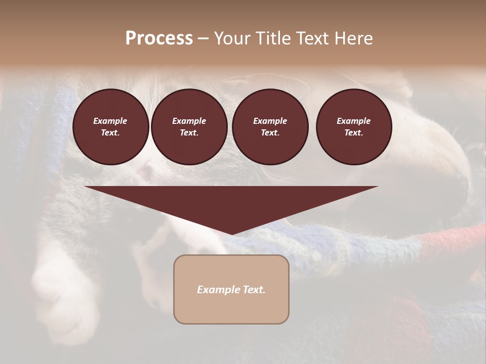 Animal Pet Sleep PowerPoint Template