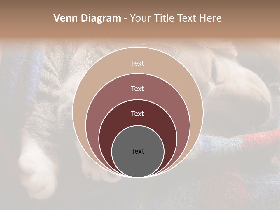 Animal Pet Sleep PowerPoint Template