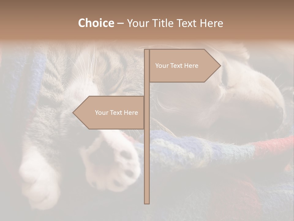 Animal Pet Sleep PowerPoint Template