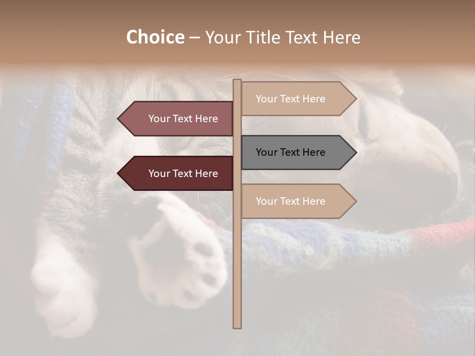 Animal Pet Sleep PowerPoint Template