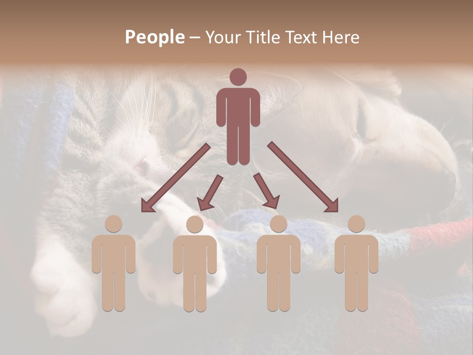 Animal Pet Sleep PowerPoint Template