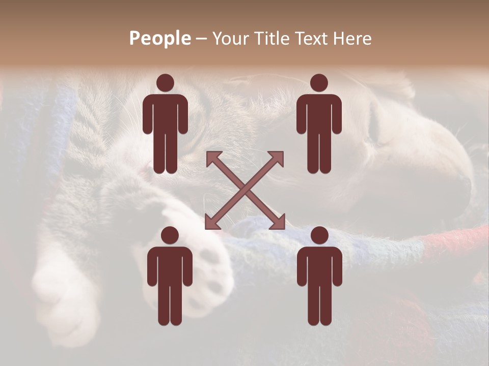 Animal Pet Sleep PowerPoint Template