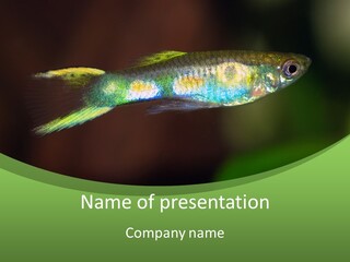 Wild Poeciliidae Endler PowerPoint Template