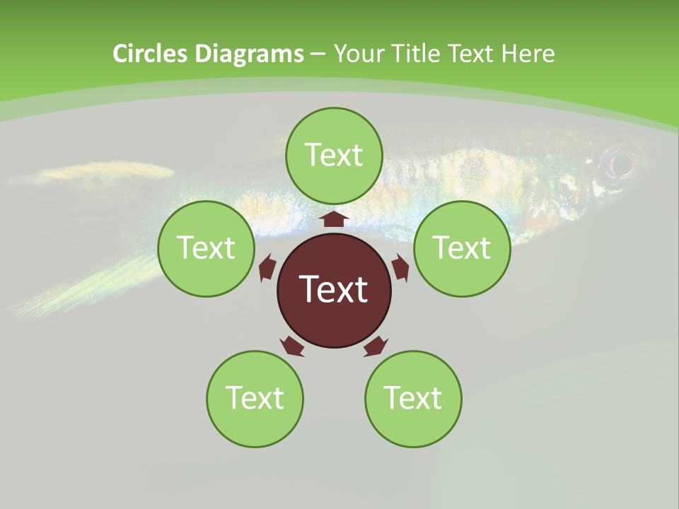 Wild Poeciliidae Endler PowerPoint Template