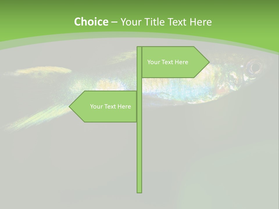 Wild Poeciliidae Endler PowerPoint Template