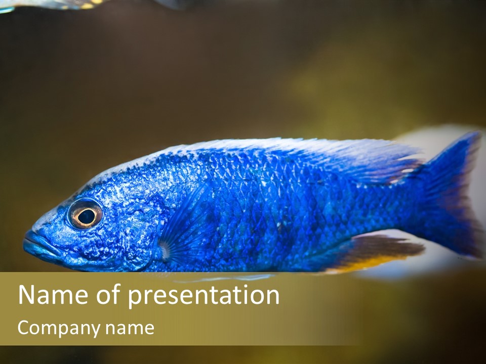 Nature Pet Color PowerPoint Template