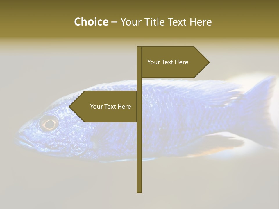 Nature Pet Color PowerPoint Template