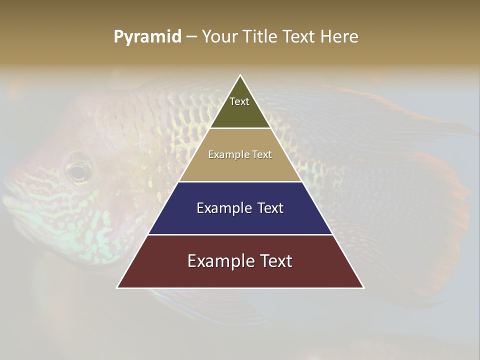 Soothing Live Amazon PowerPoint Template