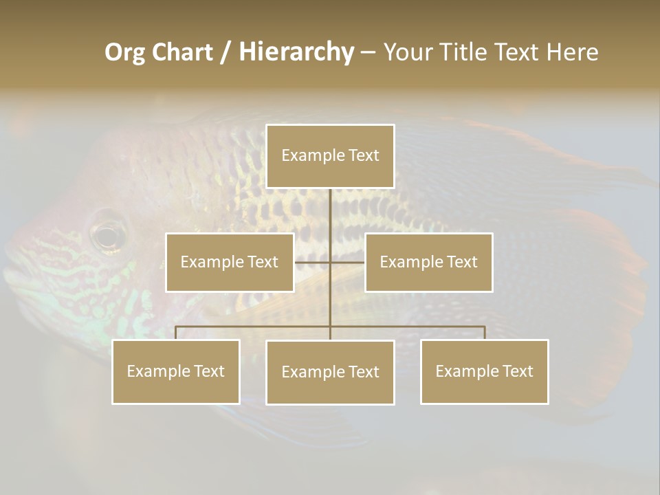Soothing Live Amazon PowerPoint Template