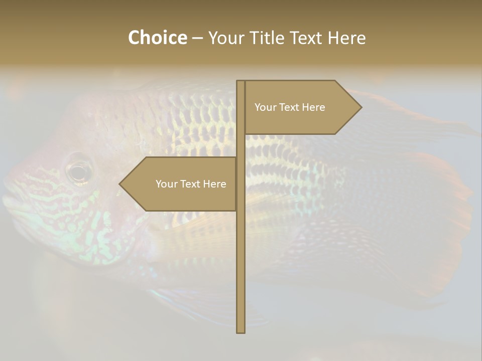 Soothing Live Amazon PowerPoint Template