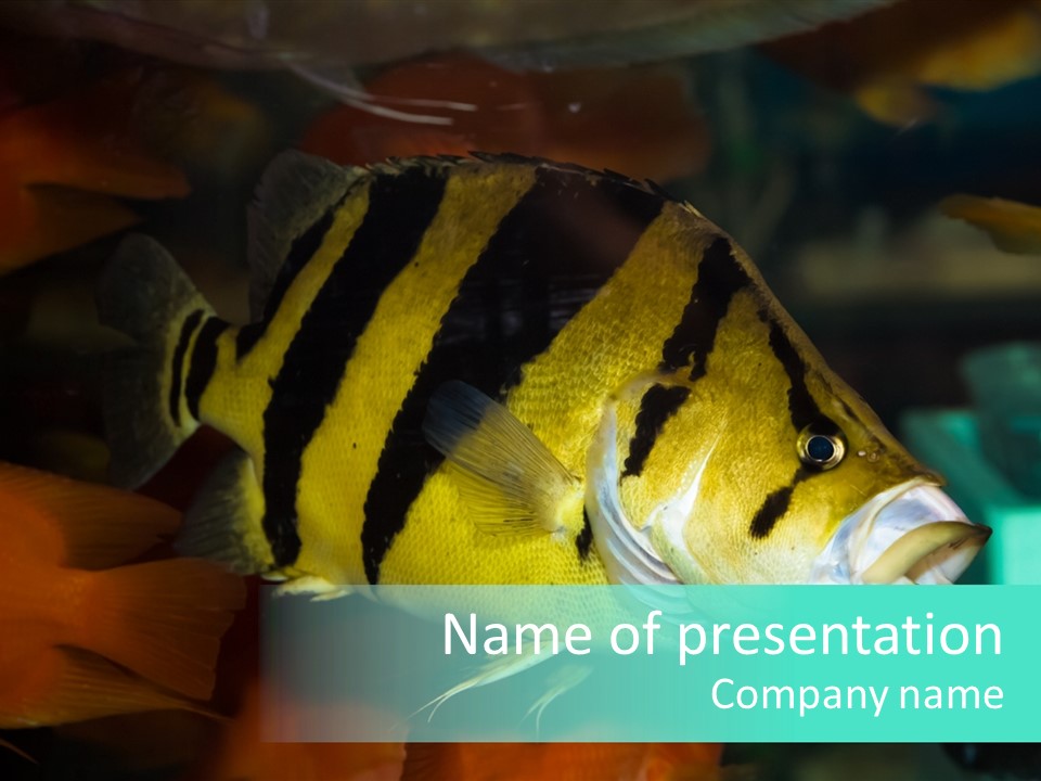 Exhibit Isolated Tank PowerPoint Template