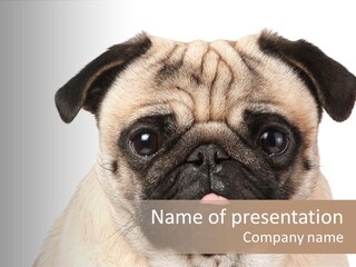 Small Tongue Hound PowerPoint Template
