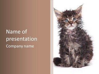 Cute Cat Adorable PowerPoint Template