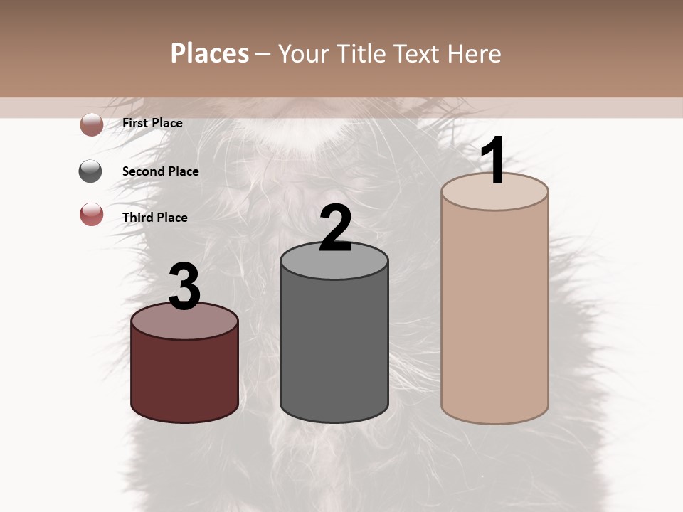 Cute Cat Adorable PowerPoint Template