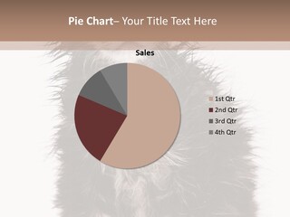 Cute Cat Adorable PowerPoint Template