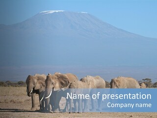 A Herd Of Elephants Standing In Front Of A Mountain PowerPoint Template